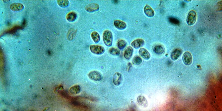 non capisco!!! - (Abortiporus biennis)